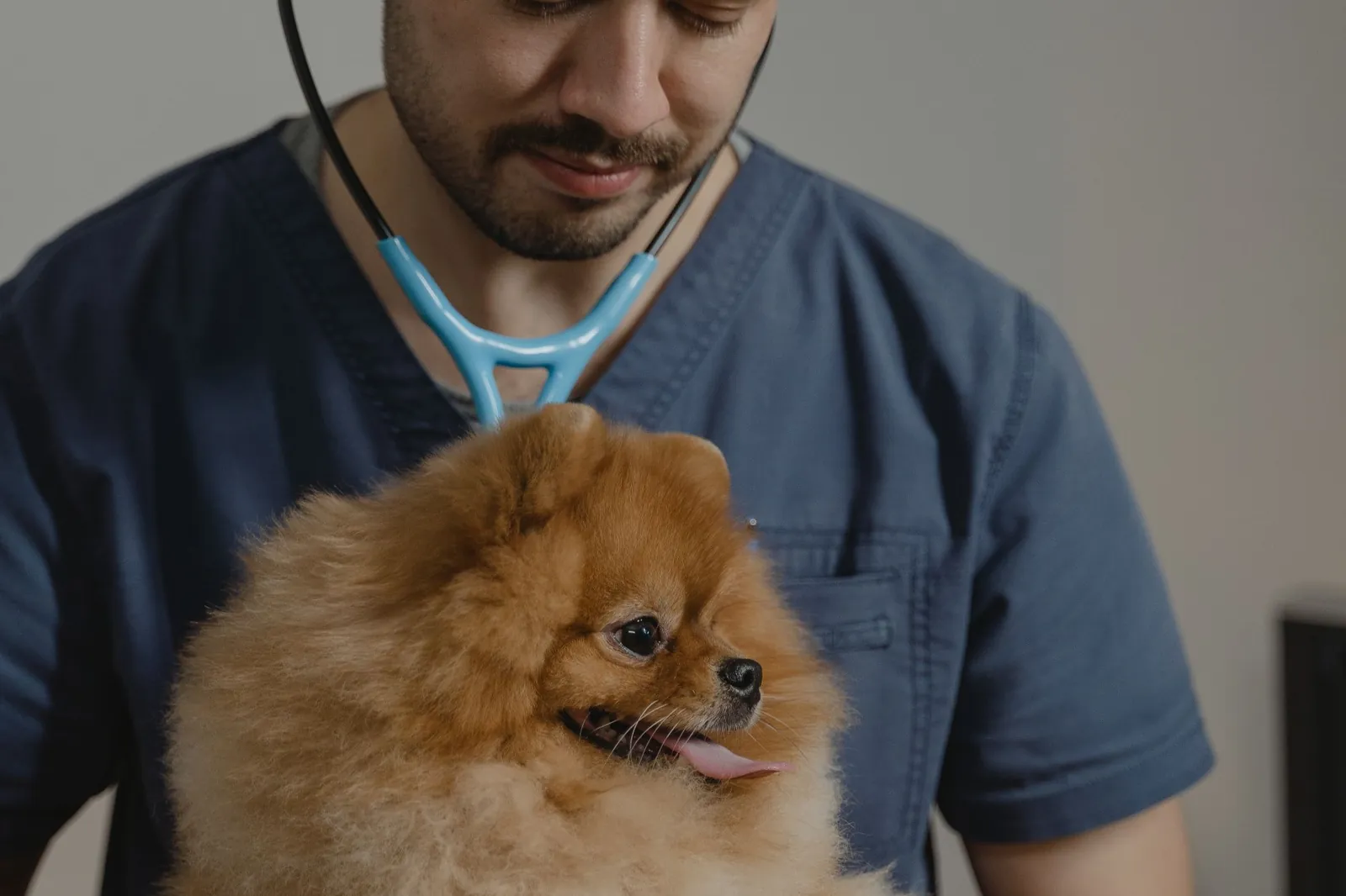 Klinik masasında steteskopla muayene edilen küçük tüylü bir köpek